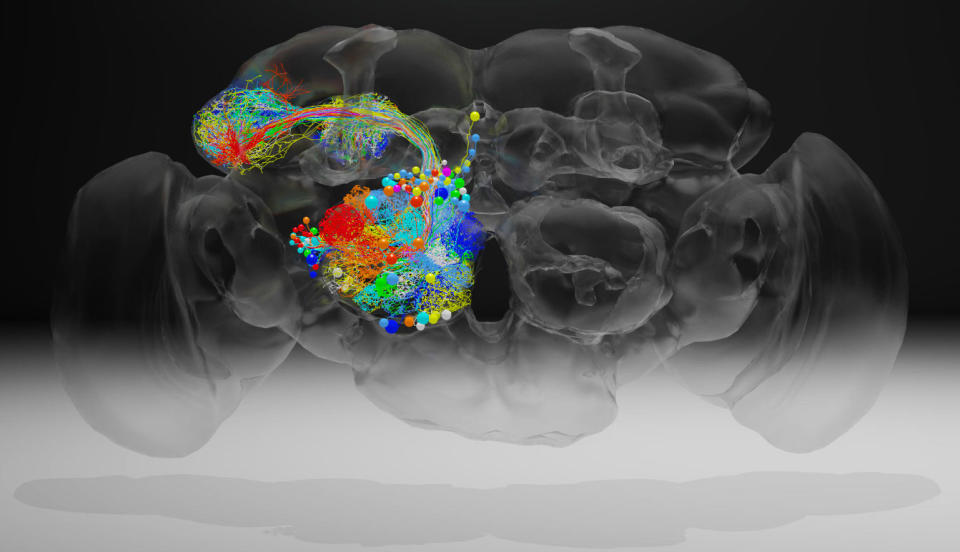 Scientists have created a high-resolution image of a fruit fly brain that will