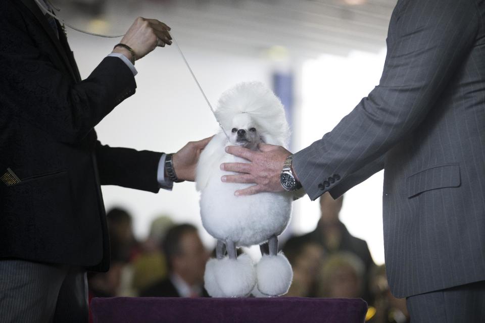 A toy poodle is judged in the competition ring during the Westminster Kennel Club dog show, Monday, Feb. 10, 2014, in New York. (AP Photo/John Minchillo)