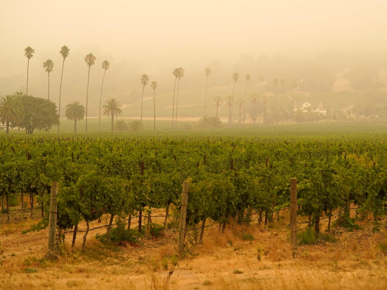 Smoke and haze from wildfires hovers over a vineyard in Sonoma, California earlier this month (AP)