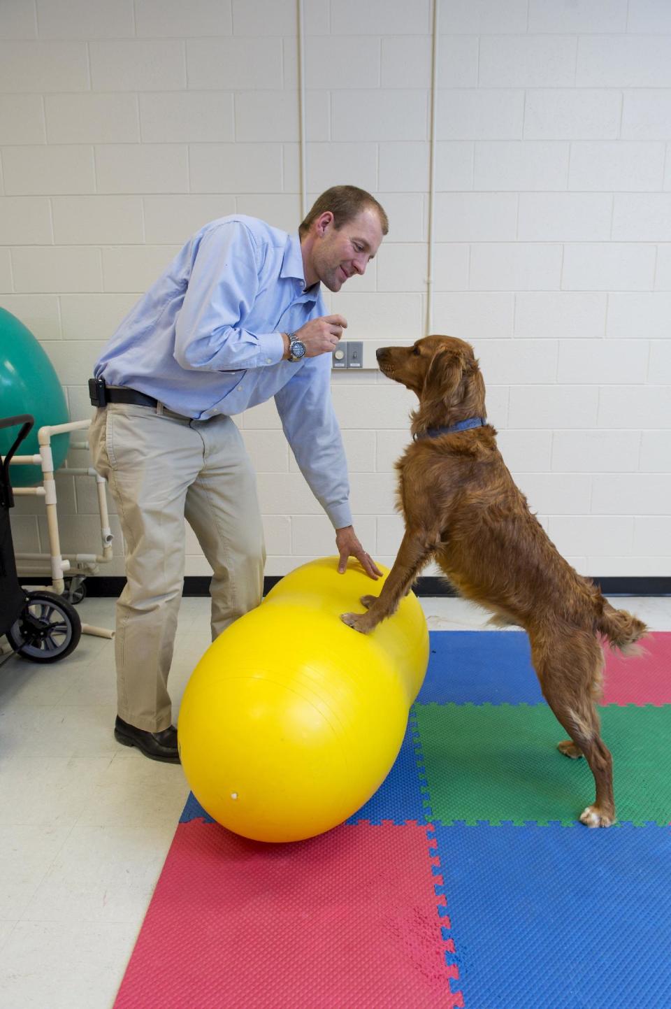 In this March 18, 2013 photo provided by Colorado State University, Dr. Felix Duerr and a golden retriever named Zack demonstrate a core stabilization exercise at the Small Animal Orthopaedics at the College of Veterinary Medicine and Biomedical Sciences, in Fort Collins, Colo. PT for pets is one of the fastest growing areas of veterinary medicine. (AP Photo/Colorado State University, Joe A. Mendoza)