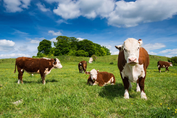 <span class="caption">Negative cows.</span> <span class="attribution"><span class="source">Shutterstock</span></span>