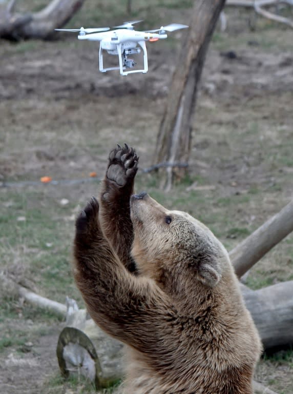 A brown bear reacts to a quadrocopter drone launched by a visitor at a shelter for bears rescued from circuses and private restaurants of Ukraine, near Zhytomyr