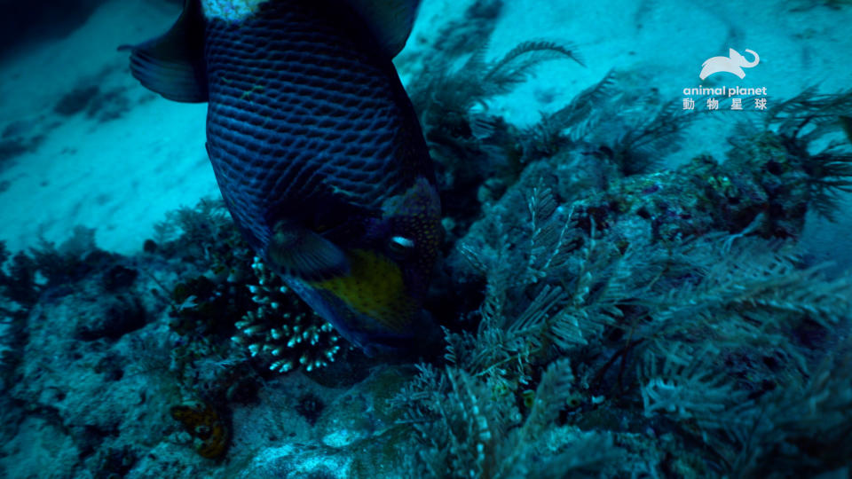 金鰭鼓氣鱗魨個性兇猛，滿嘴尖牙可一口咬碎珊瑚礁，牠們也會吃軟體動物。（圖／動物星球頻道）