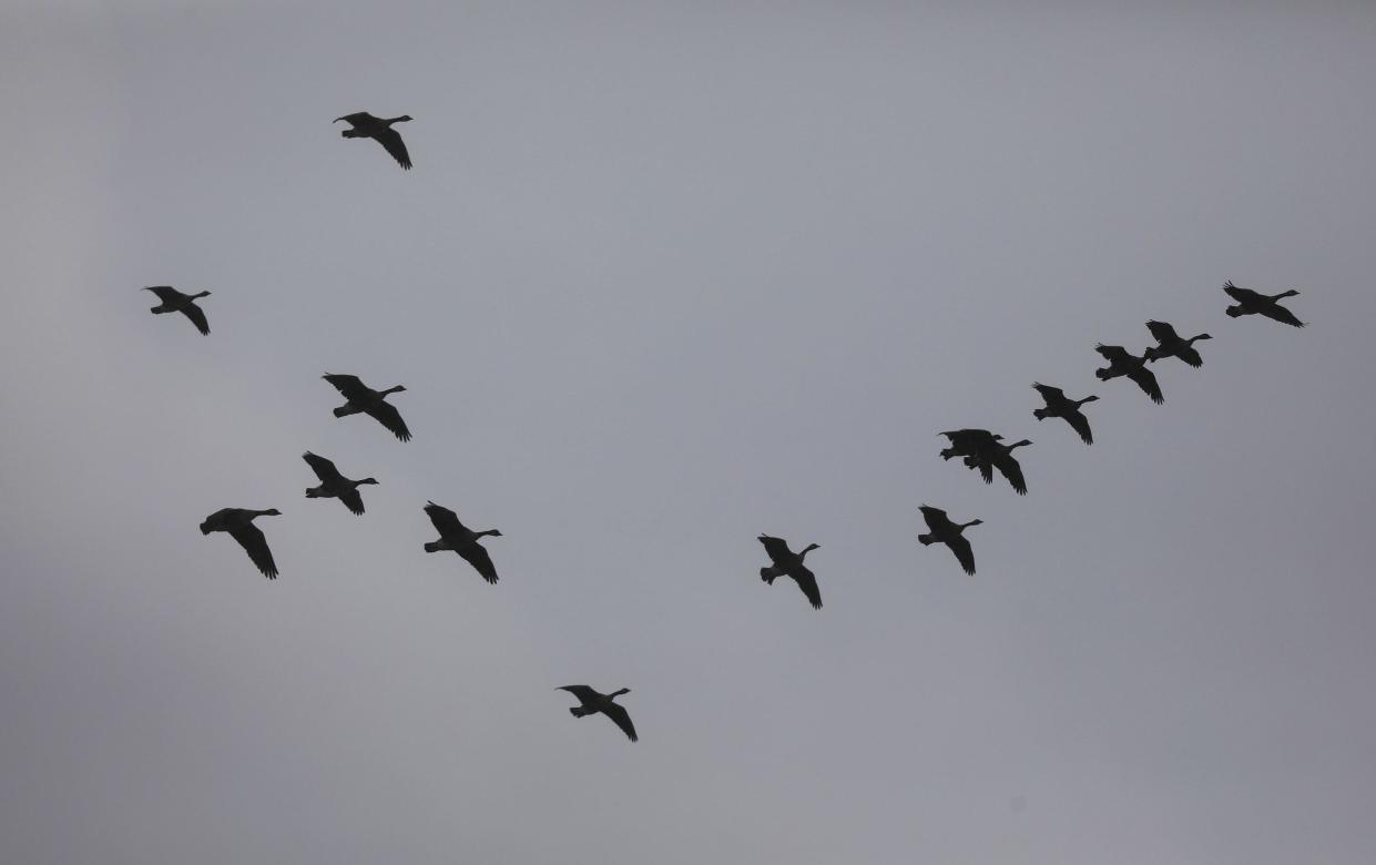 A flock of Canada Geese fly in a giant circle looking for a place to land.