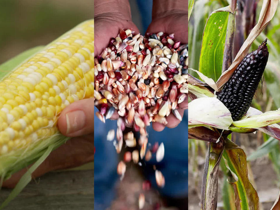 A colorful display of corn varieties. / Credit: CBS News