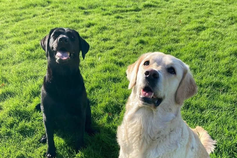 Honey (right) with Megan's other Labrador