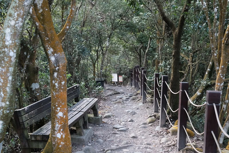 台中｜大坑5號登山步道