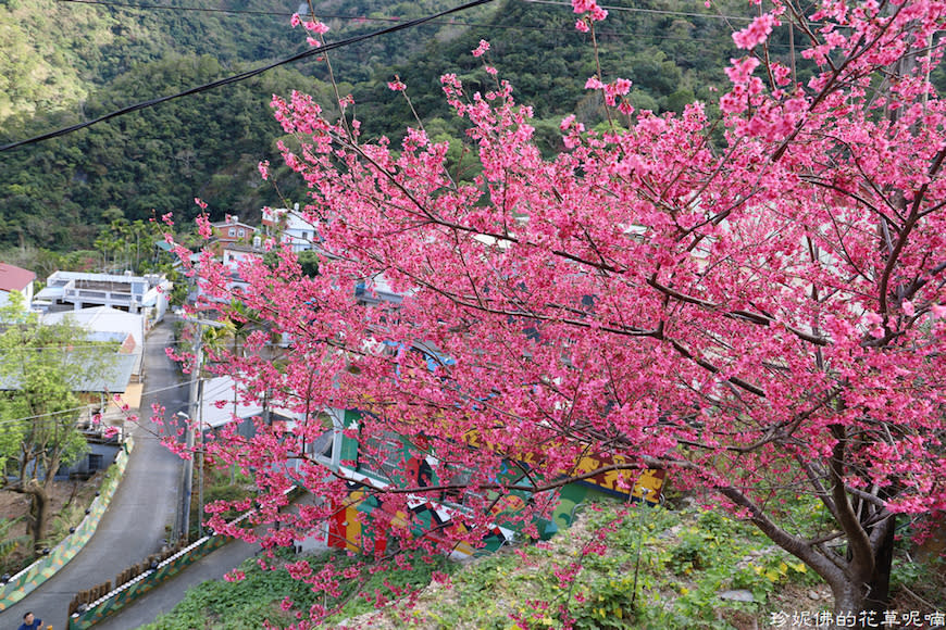 屏東霧台賞櫻