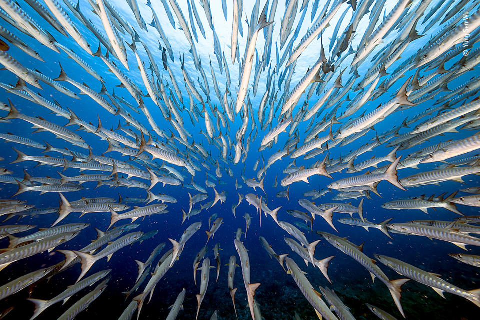 Yung Sen Wu of Taiwan achieved this image after spending four days swimming with barracudas in Palau. (Yung Sen Wu / Wildlife Photographer of the Year)