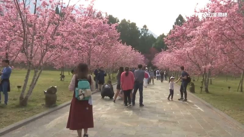 九族文化村盛開的櫻花吸引大批民眾前來朝聖。