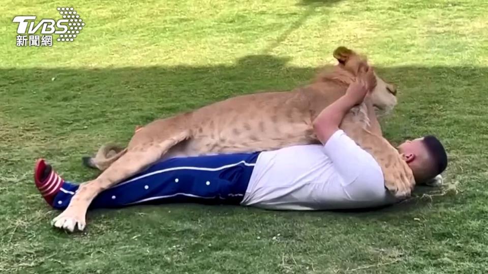 飼主與幼獅在草地打滾，玩得不亦樂乎。（圖／達志影像路透社）