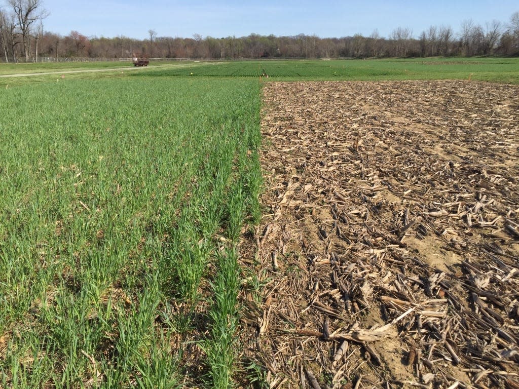 A corn field that has been harvested, half planted in rye as a cover crop and half with no cover crop.