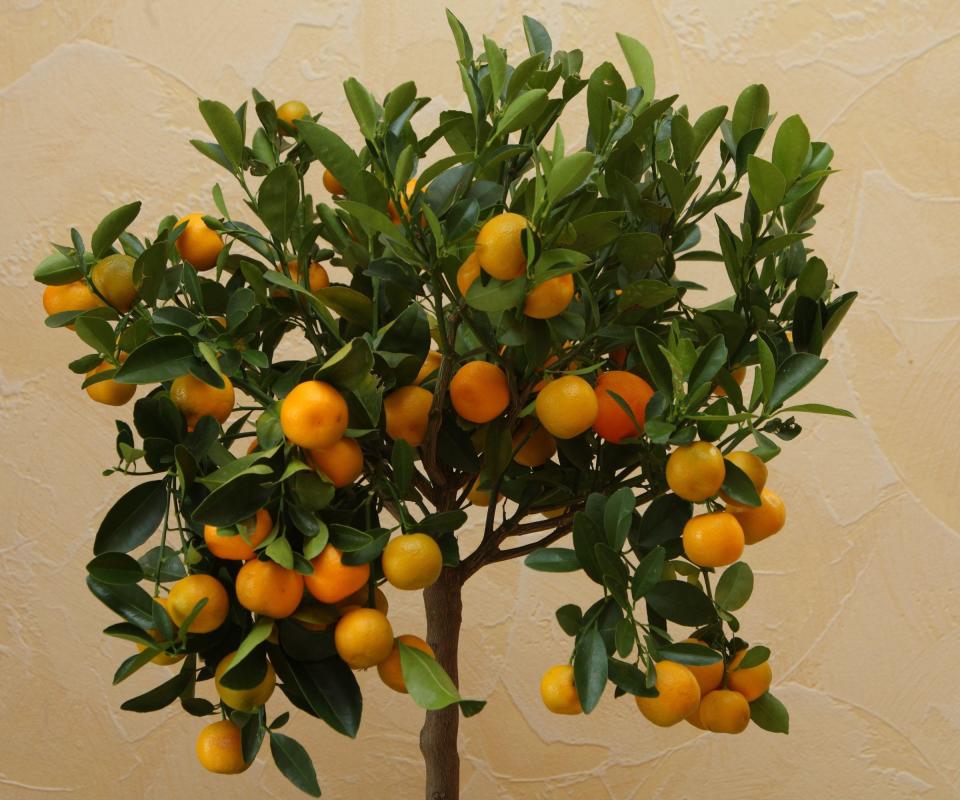 A Calamondin Orange Tree