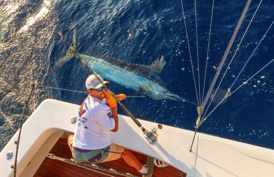 Trey Brehm releases a blue marlin caught on the boat Flying Tiger during the Manasquan River Marlin and Tuna Club's Offshore Classic.