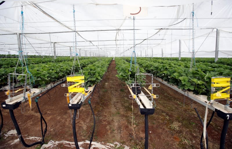 Strawberry plants are seen in a greenhouse of Swiss berry producer Schibli Beeren near Otelfingen