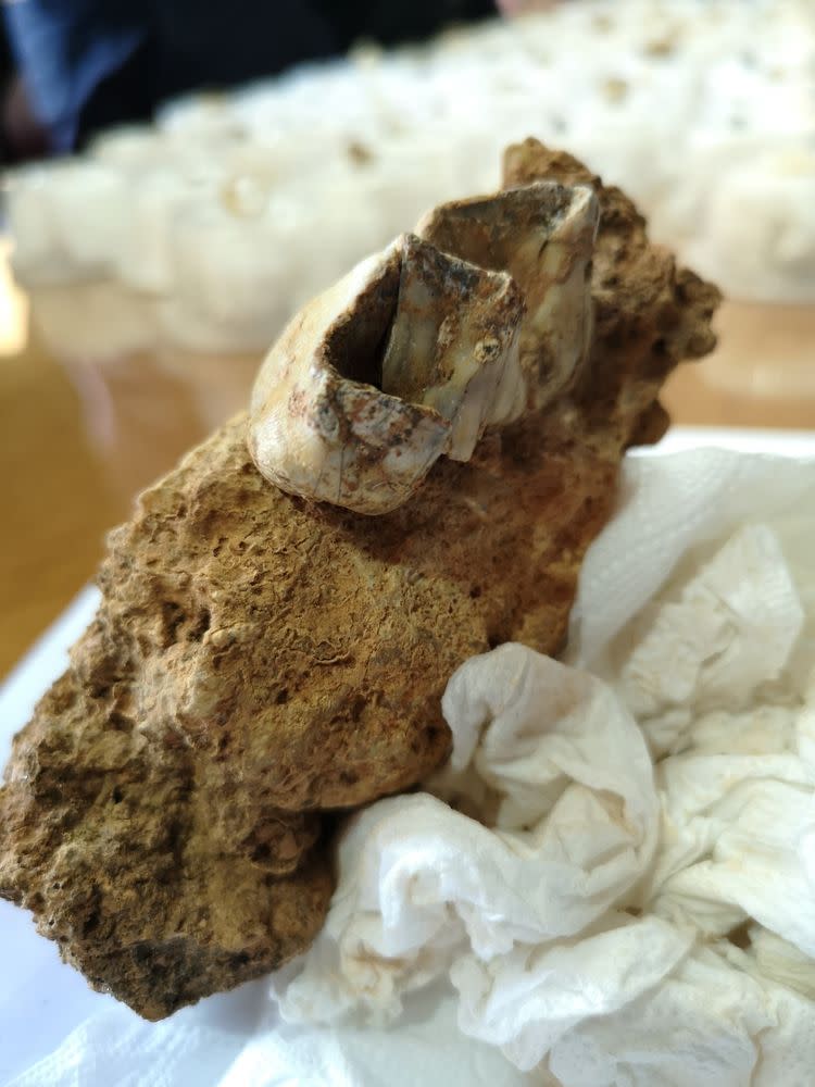 A well-preserved rhino tooth that was found a group of caving enthusiasts.