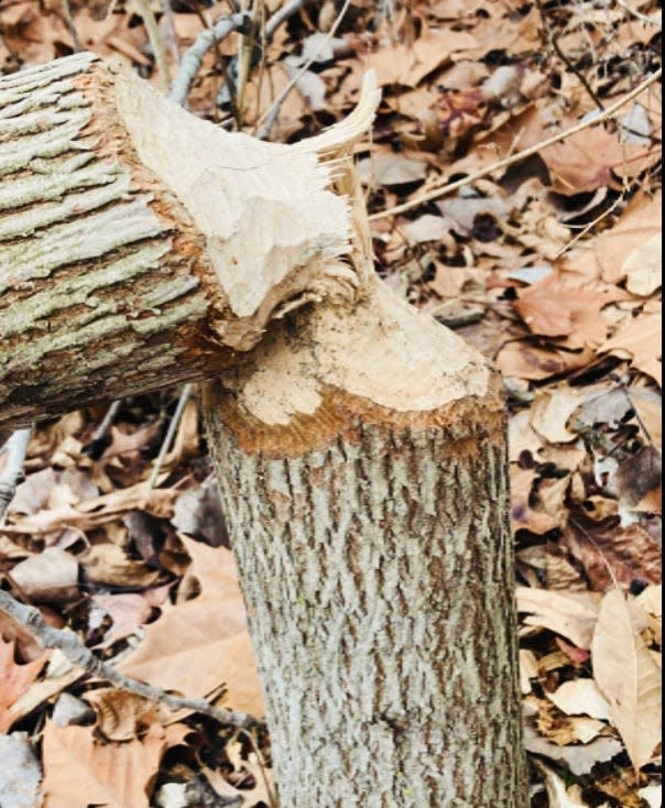 Evidence of a beaver at work at one of the lakes in Greene-Sullivan State Forest.