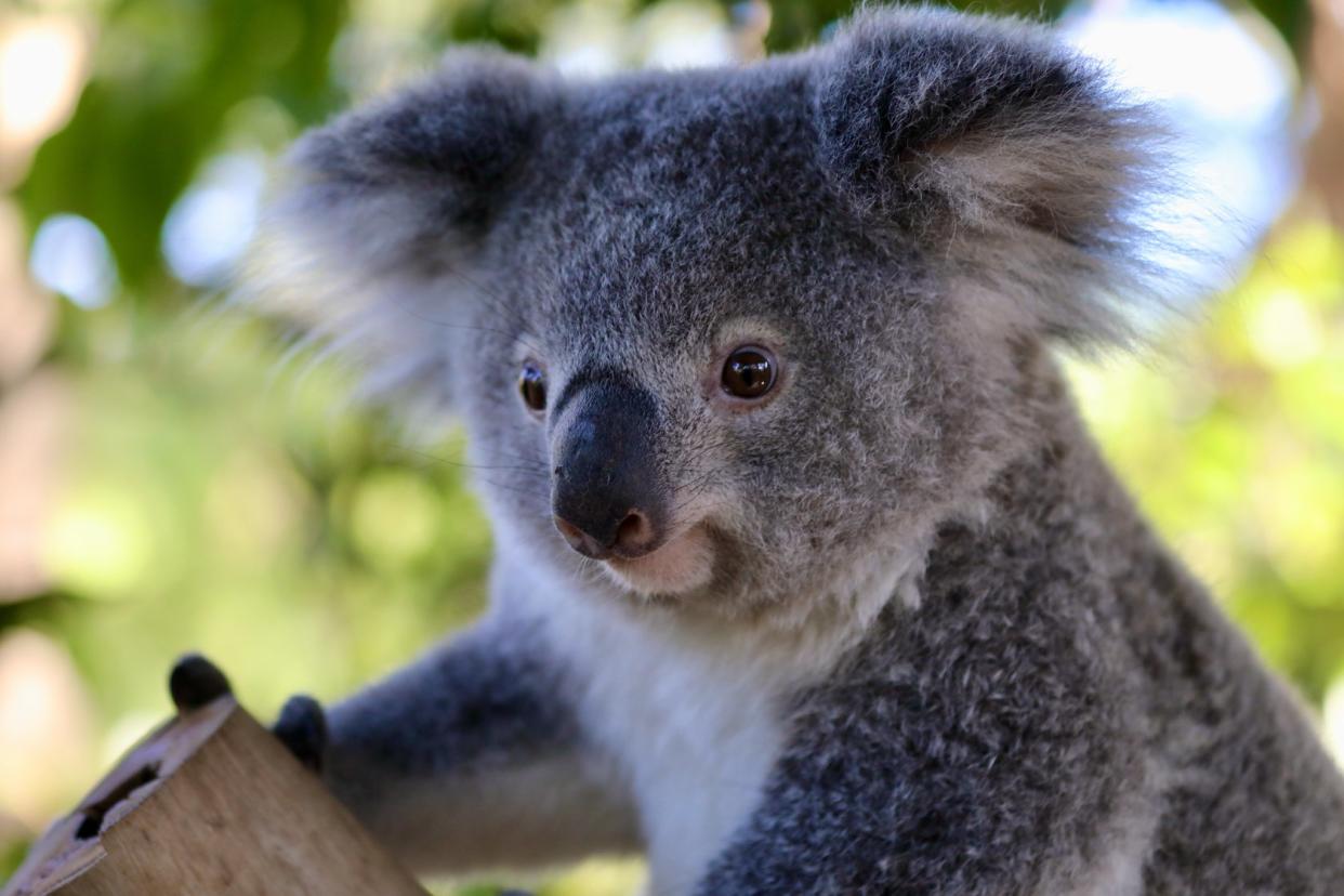 Nouveau membre à l'Australian Reptile Park (Crédits Facebook ARP)