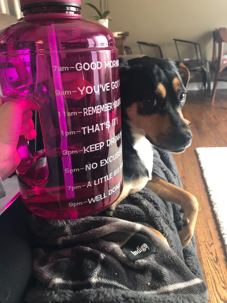 A photo of my handy water bottle using my dog Shiloh to scale. 