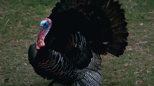 Evolution really sent you up the creek without a paddle, turkey.