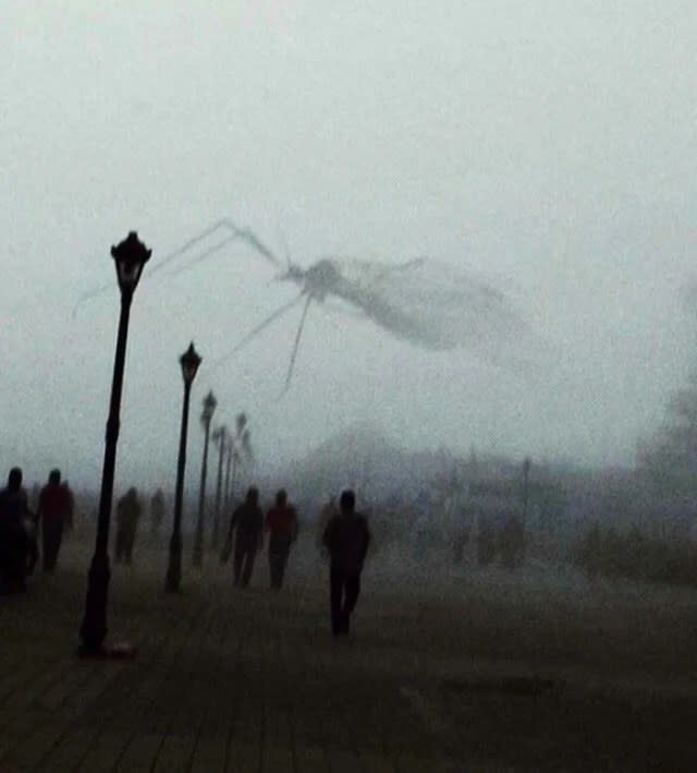 a mosquito that looks huge, but is actually just up close