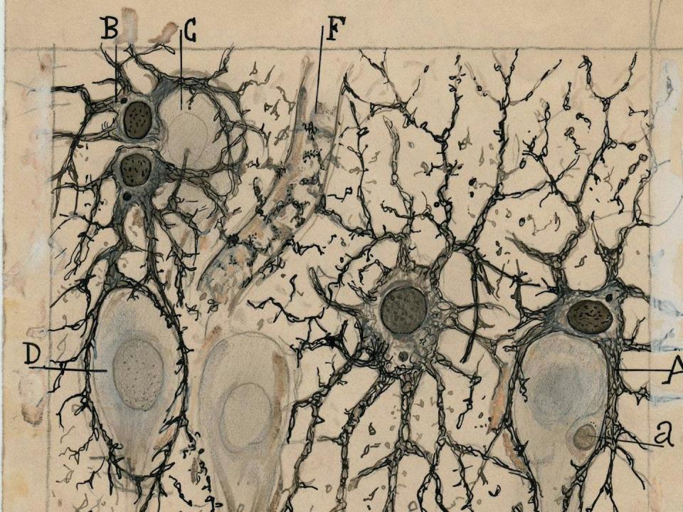 80 dibujos originales de Cajal se expusieron en el Weisman Art Museum (WAM) de la Universidad de Minnesota y están recogidos en el libro <em>The Beautiful Brain</em>. Cortesía del Instituto Cajal del CSIC, <a href="http://creativecommons.org/licenses/by/4.0/" rel="nofollow noopener" target="_blank" data-ylk="slk:CC BY;elm:context_link;itc:0;sec:content-canvas" class="link ">CC BY</a>