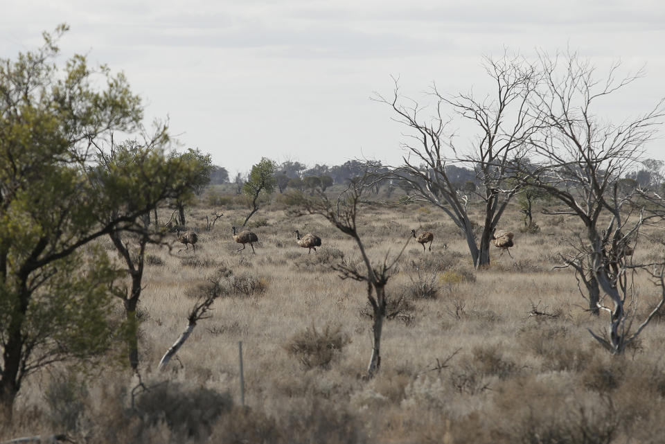 In this May 27, 2013 photo, Emus run in single file close to the roadside near Broken Hill, 1160 kilometers (720 miles) from Sydney, Australia, during a seven-day, 3,000-kilometer (1,900-mile) journey across the Outback. (AP Photo/Rob Griffith)