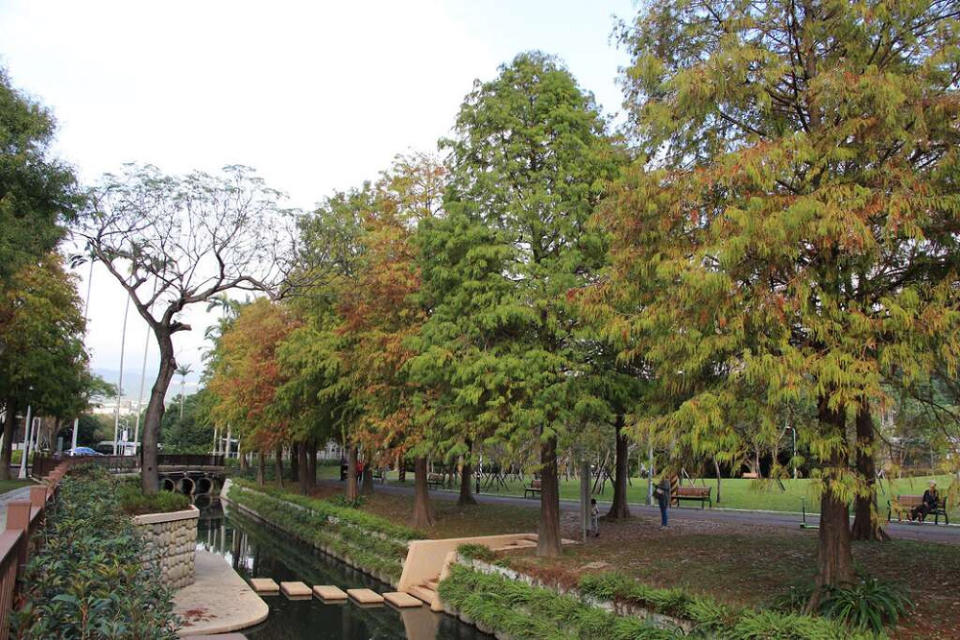 落羽松美景(圖片來源：台北市政府公園處)