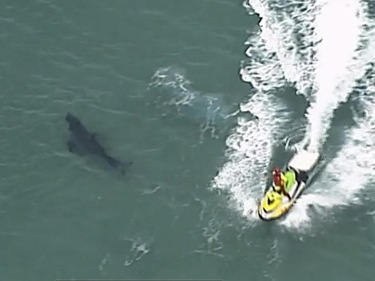 A jet ski passes over a shark swimming along the coast of Kingscliff, New South Wales, Australia, on 7 June, 2020,: ABC/CH7/CH9 via AP