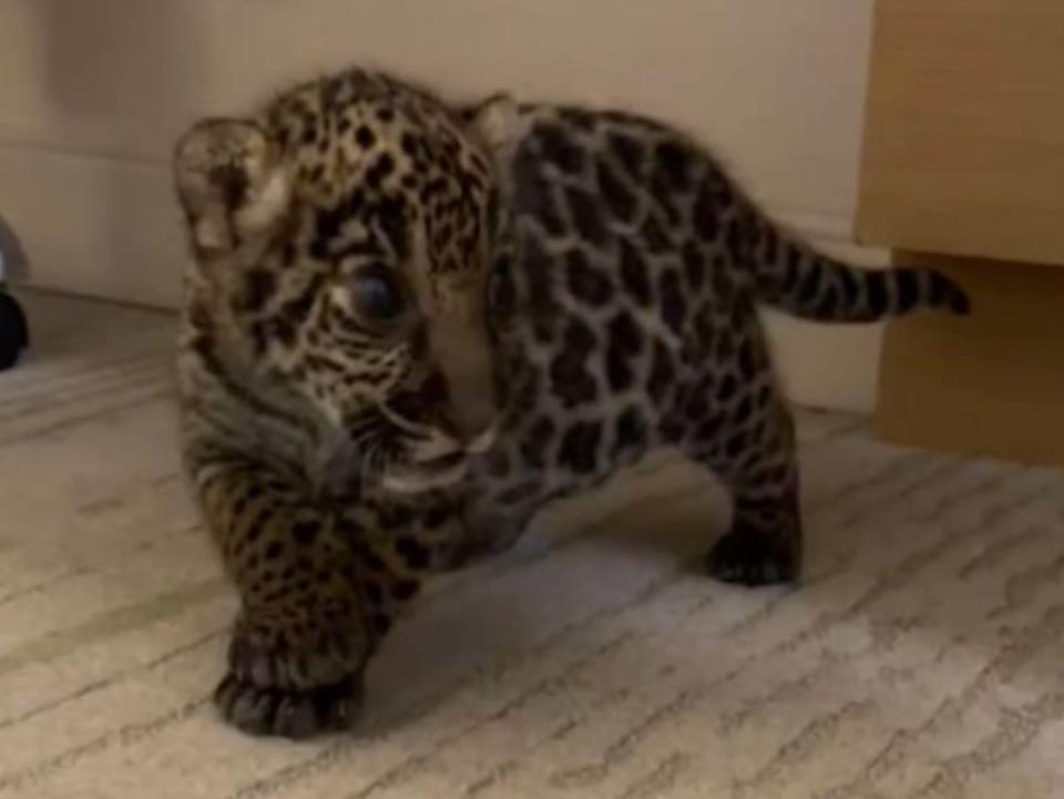 A jaguar cub federal investigators believe was sold by Trisha Denise Meyer, 40, of Houston. After the cub changed hands and began to grow it was eventually left at an animal sanctuary (US Fish and Wildlife Service)