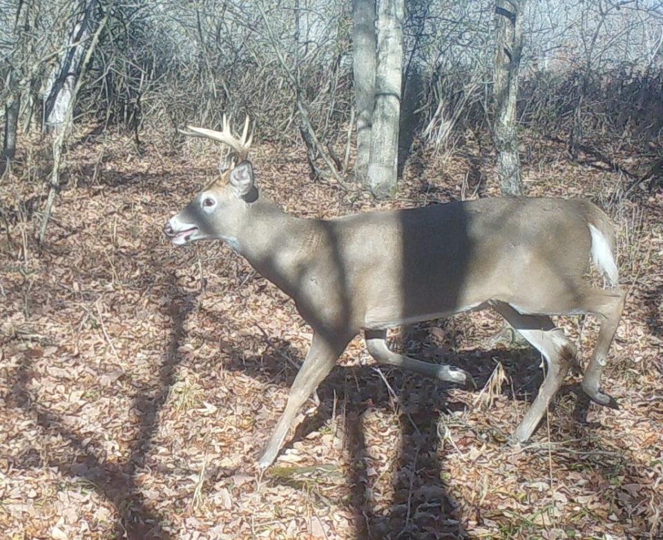 A buck running doe in the daytime as the annual rut starts in early November 2022.