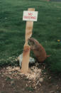 <p>Da hält sich ein Präriehund aber nicht an das Verbot: „Nicht füttern“. (Bild: Flick / Mark Wilson) </p>