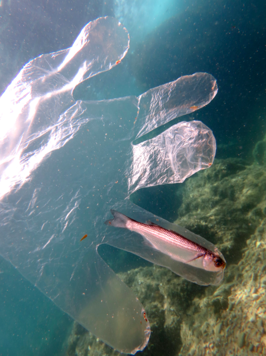 <em>The <span class="s1">Flathead Grey Mullet</span> was found caught up in one of the fingers of the glove off the coast of Tossa de Mar in Spain (Caters)</em>