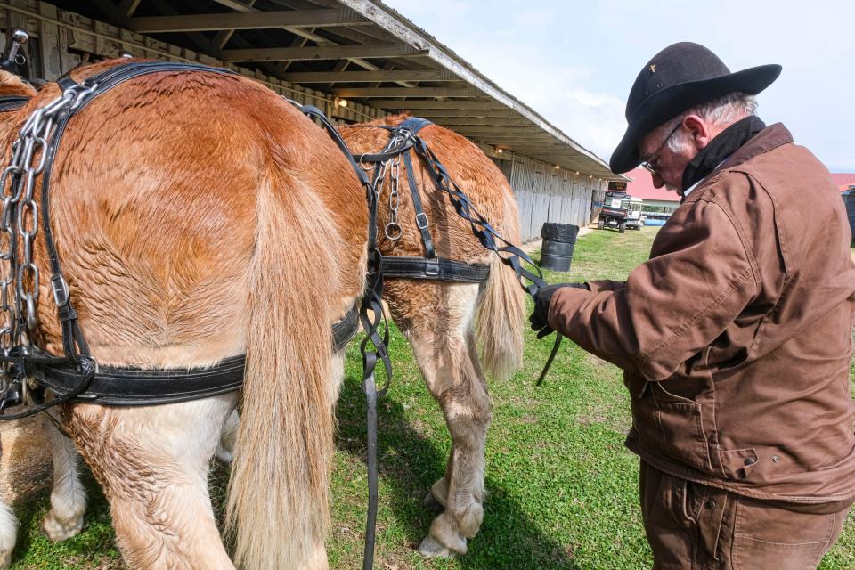 Koy Flowers preps his Mules after being the lead wagon in the Mule Day Wagon Train in Columbia on April 3, 2024 in Columbia, Tenn.
