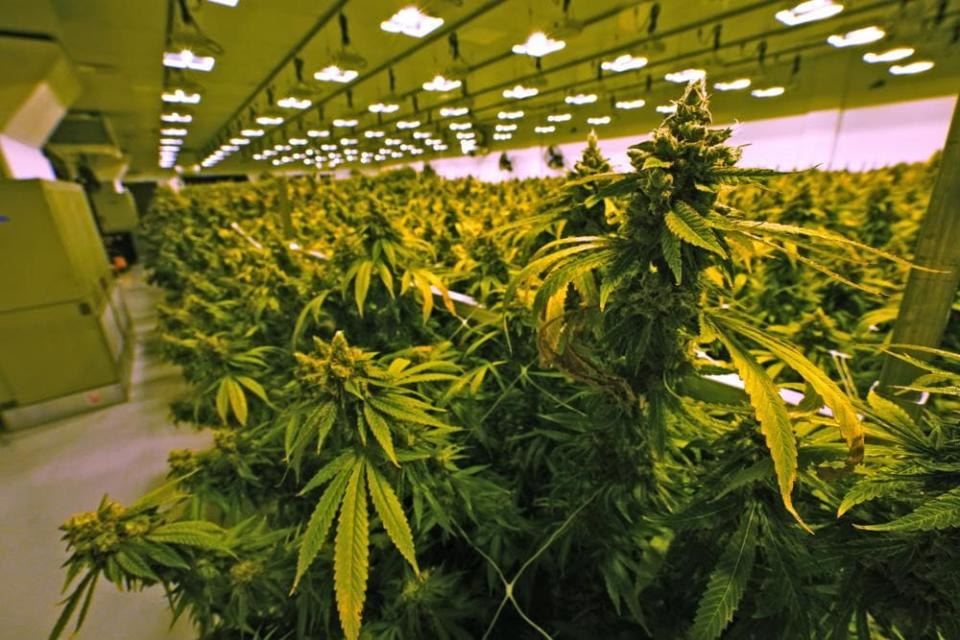 Marijuana plants are close to harvest in a grow room at the Greenleaf Medical Cannabis facility in Richmond, Va., on June 17, 2021. (AP Photo/Steve Helber, File)