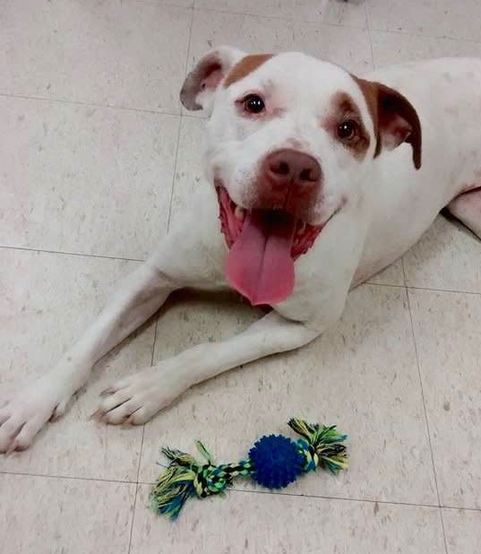 Lilo is a great dog who loves giving kisses and enjoys a good belly rub. She's about 2 years old, great with cats and dogs -- as well as humans -- and is housebroken and healthy.  Find out more from <a href="https://www.facebook.com/thhumane/timeline" target="_blank">the Terre Haute Humane Society</a> in Indiana.