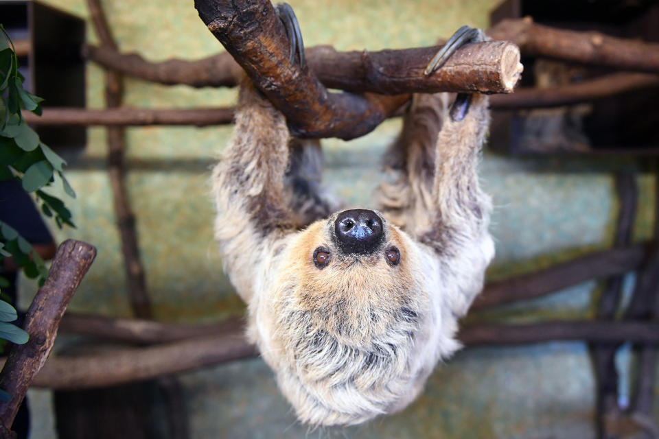 Happy International Sloth Day! Enjoy These 12 Snuggly Pics of Our Favorite Furry Creatures