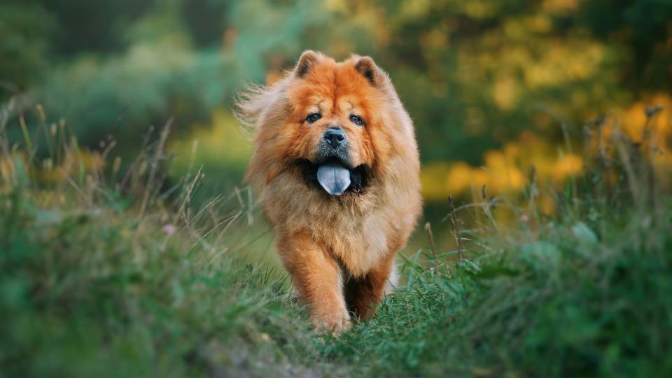 Chow Chow in the forest