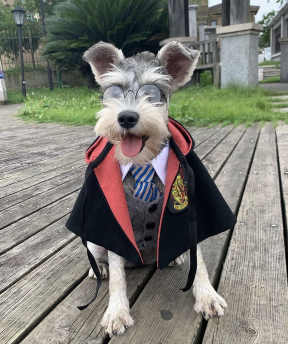 Harry Potter Wizard Dog Halloween Costume with black cape and glasses