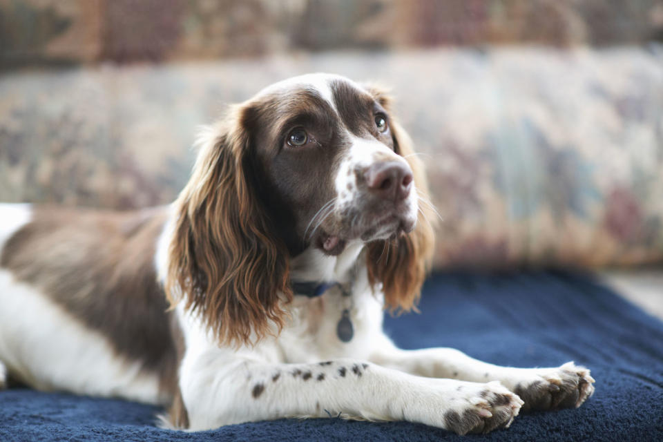 9. Springer Spaniel