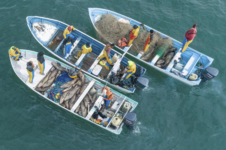 Fotografía del 8 de diciembre de 2019 publicada por la Sociedad Conservadora Sea Shepherd de decenas de totoaba en botes pesqueros en el Golfo de California cerca de San Felipe, México. (Sea Shepherd vía AP)