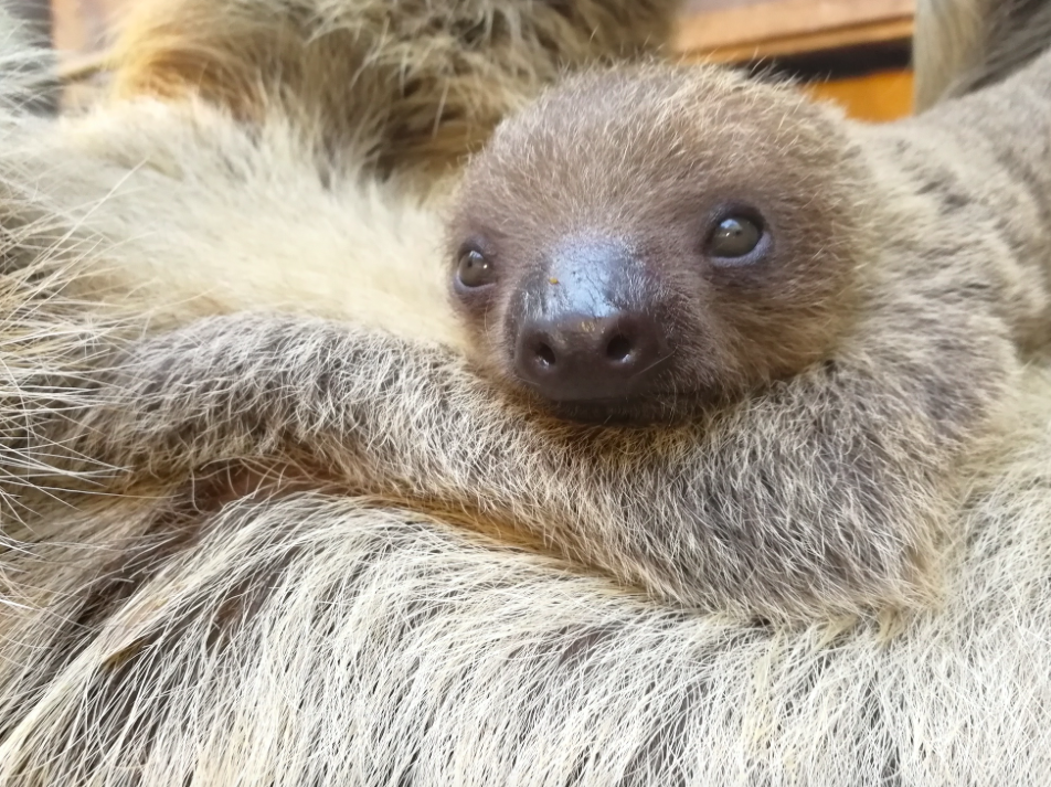 <em>The baby sloth was born at London Zoo last month (London Zoo)</em>