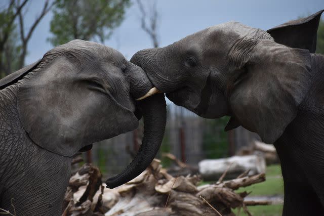 <p>Alamy</p> Elephants at Sedgwick County Zoo.