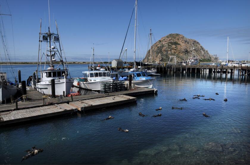 MORRO BAY CA. APRIL 2, 2019 - April 2019 of otters floating in the marina at Morro Bay in San Luis Obispo County. San Luis Obispo County's health officer Dr. Penny Borenstein has asked tourists to not visit as the county reopens shops and restaurants this week. (Marc Martin / Los Angeles Times)