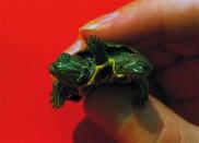 A turtle born with two heads and an extra set of legs between them is held by an employee of a Jenkintown, Pa., pet store on Sept. 22, 1986. The owner of the store said while it was the strangest thing he’d ever seen he had no idea how long it would live. (AP Photo/Rusty Kennedy)