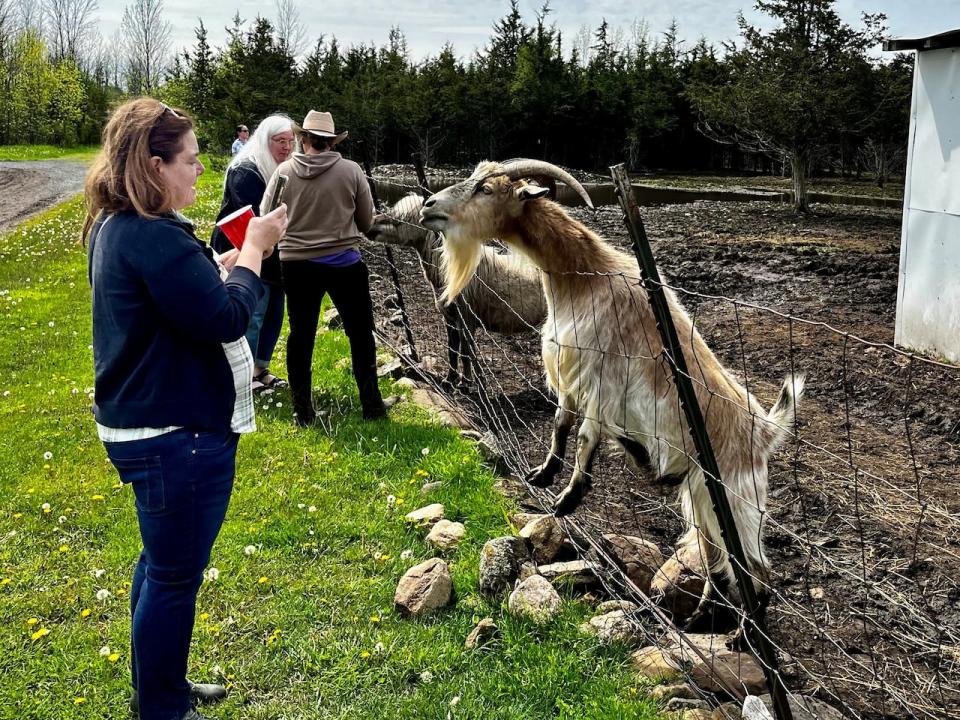 Lennox and Addington Country businesspeople visit a goat at the Second Chance Ranch in Odessa, Ont., on May 15, 2024, during the tourism bus ride.