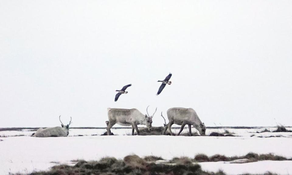 Caribou on Alaska’s north slope as geese fly overhead