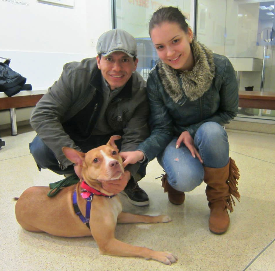 In this Jan. 18, 2013 photo provided by the American Society for Prevention of Cruelty to Animals, Richard Palacios and Natalya Prokenpenko pose with Hazel, a 2-year-old pit bull mix, who they adopted from the ASPCA’s Adoption Center in New York. In order to be prepared for dog ownership, experts say you need to examine your lifestyle, home and finances. Then, you need to find the right match. (AP Photo/ASPCA)