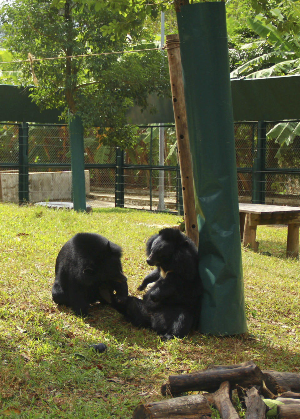 In this photo taken Oct. 29, 2012, bears sit inside an enclosure at the Vietnam Bear Rescue Center in Tam Dao, Vietnam. The bears, some of them blinded or maimed, play behind tall green fences like children at school recess. Rescued from Asia's bear bile trade, they were brought to live in this lush national park, but now they may need saving once more. The future of the $2 million center is in doubt after Vietnam's vice defense minister in July ordered it not to expand further and to find another location, saying the valley is of strategic military interest. Critics allege the park director is urging an eviction because he has a financial stake in a proposed ecotourism venture on park property - accusations he rejects. (AP Photo/Mike Ives)