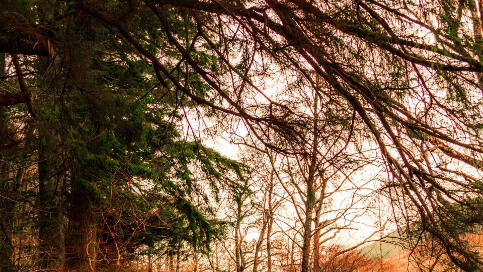 Branch, Deciduous, Natural landscape, Leaf, Woody plant, Twig, Trail, Sunlight, Forest, Dirt road, 